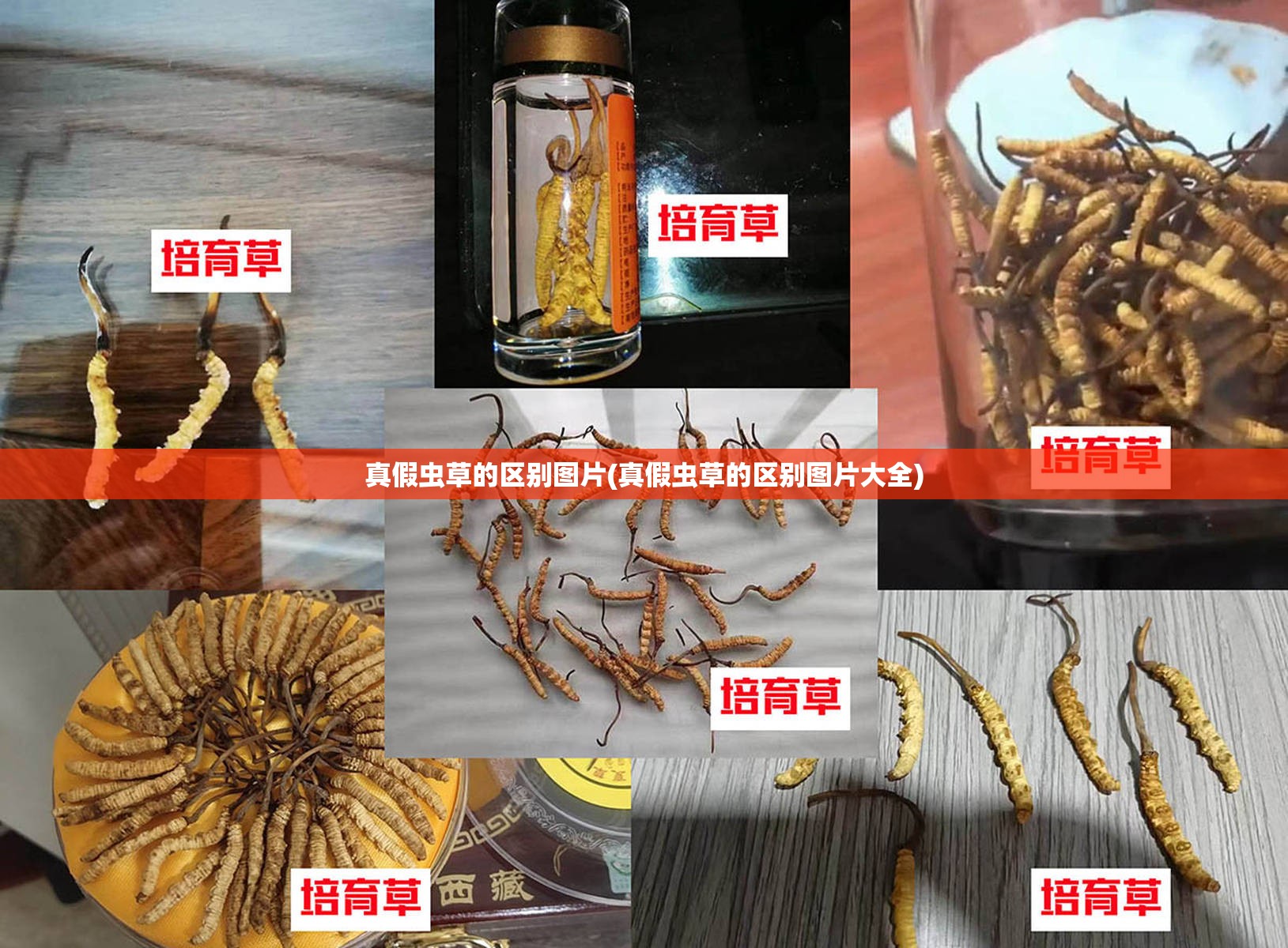 真假虫草的区别图片(真假虫草的区别图片大全)