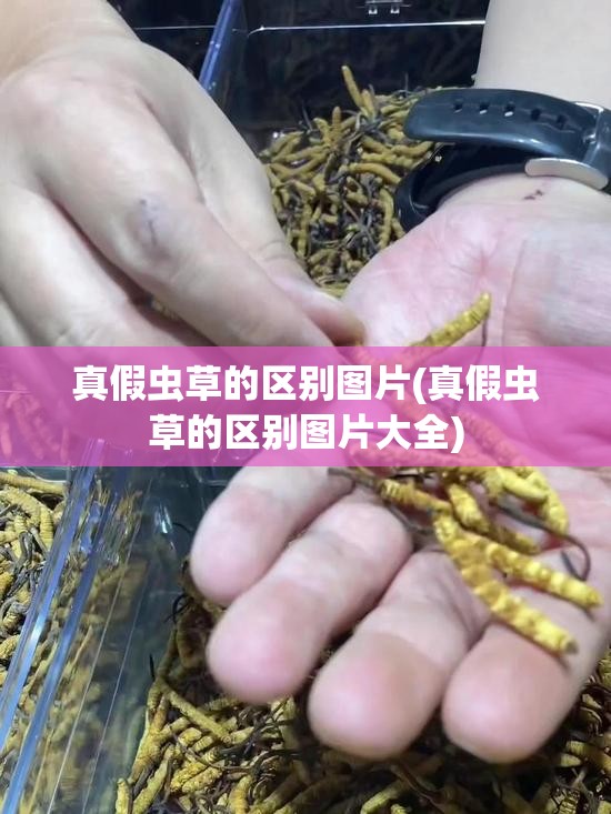 真假虫草的区别图片(真假虫草的区别图片大全)